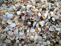 2008muscheln.jpg