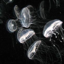 2007quallen.jpg